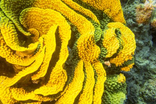 Coral reef with yellow turbinaria mesenterina  at the bottom of tropical sea, underwater