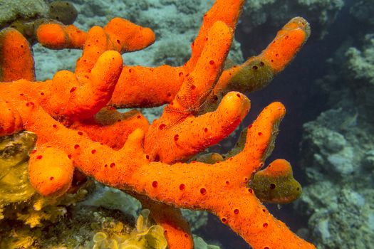 Sea sponge with brittle starfish at the bottom of tropical sea, underwater