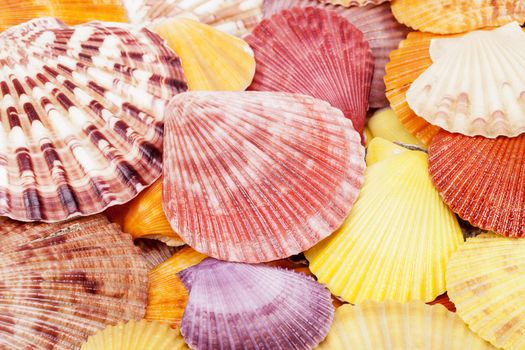 Background of colorful sea shells of mollusk, close up.