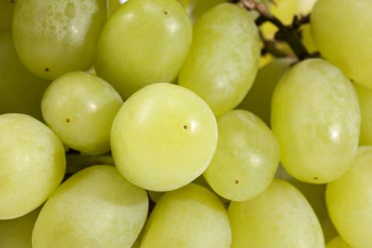 Background of fruits of white grape, close up .