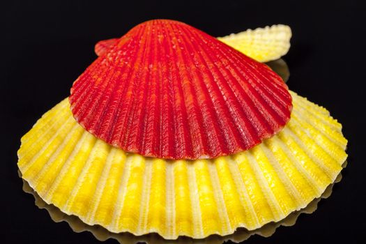 Red and yellow sea shells of mollusk isolated on black background, close up