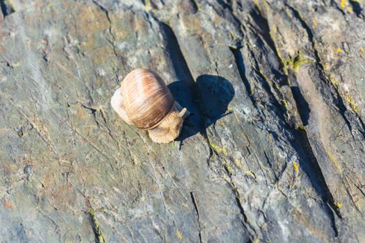 Closeup of a Burgundy snail on a stone, also known as Roman snail.