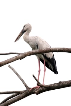 Image of stork perched on tree branch