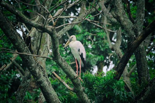 Image of stork perched on tree branch. - Vintage Filter