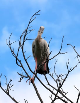 Image of stork perched on tree branch
