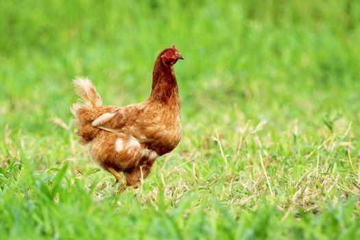 Image of red hen in green grass field.