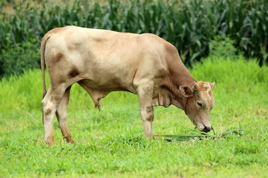 Image of a brown cow eating grass.