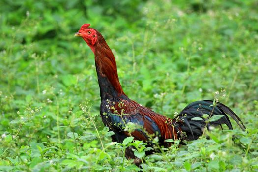 Image of rooster in green field.