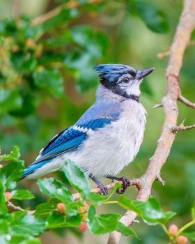 Male blue jay perched on a branch.