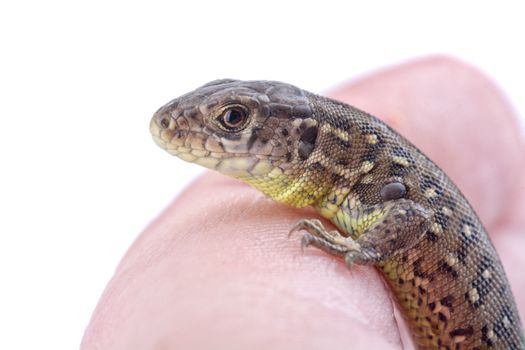 A lizard on a human finger isolated on a white background