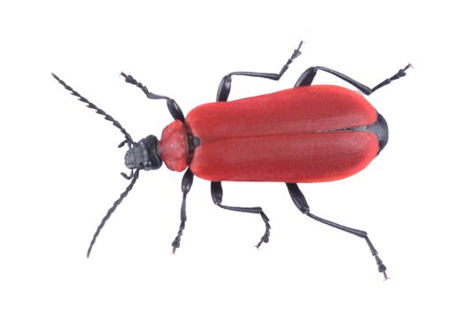 Red beetle isolated on a white background