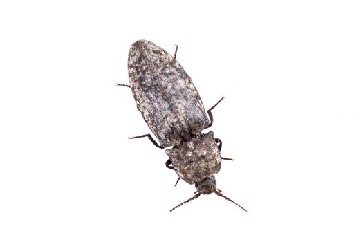 Brown bug isolated on a white background