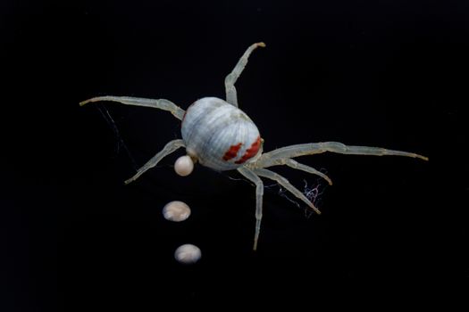 White spide isolated on a black background