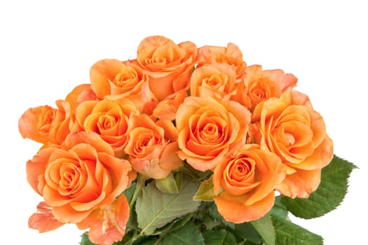 Orange roses isolated on a white background