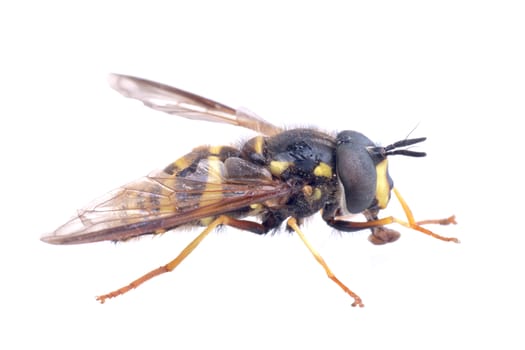 Black yellow striped fly isolated on a white background