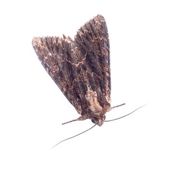 Brown moth isolated on a white background
