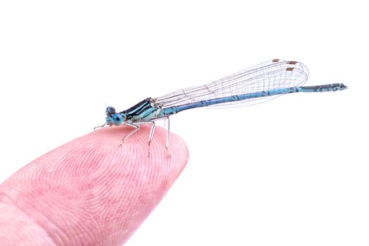 Blue dragonfly on a finger isolated on a white background