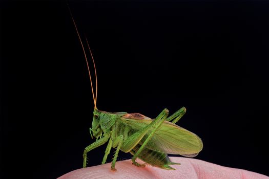 Green grasshopper on hand isolated on a black background