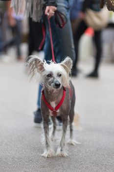 Chinese Crested Dog, Canis lupus familiaris, on leash wearing red collar on a city walk.