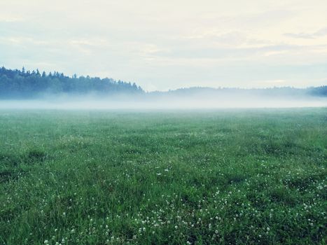 Dreamy green meadow with wild clover. Scandinavian nature.