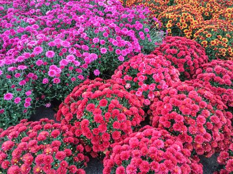 Beautiful red and purple chrysanthemums at the marketplace. Autumn flowers.