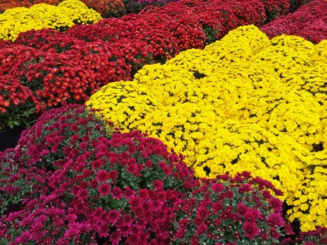 Beautiful yellow, red and purple chrysanthemums at the autumn market.