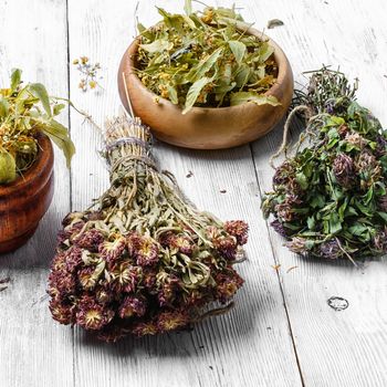 Bunches harvest of medicinal plants-clover,Linden and oregano