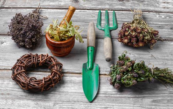 Bunches harvest of medicinal plants-clover,Linden and oregano