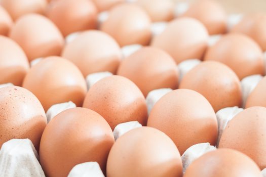 Closed up fresh chicken eggs, stock photo