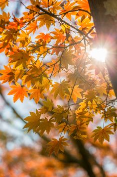 autumn leaves Yellow, orange and red in beautiful fall park.