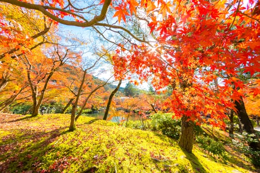 autumn leaves Yellow, orange and red in beautiful fall park.