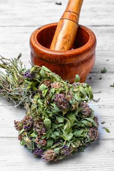Medicinal plant clover and mortar with pestle