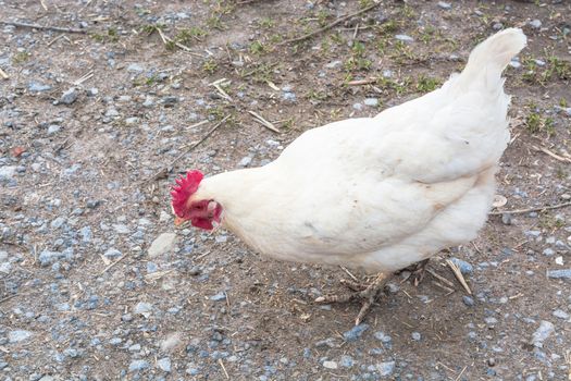 Free Running Chicken foraging on a farm