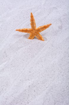 Orange starfish in a grey sand background