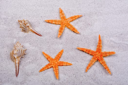 Orange starfishes and two shells on a greay sand