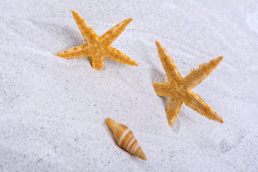 Orange starfishes and one shell on a greay sand