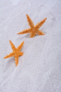 Orange starfishes in a grey sand background