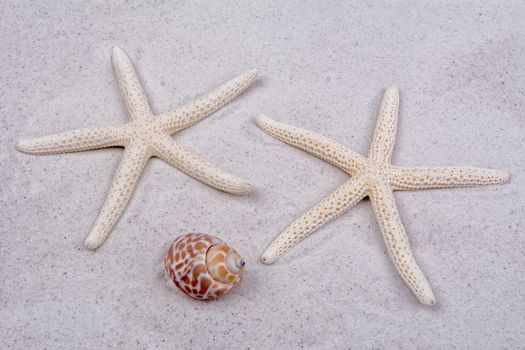 White starfishes and one shell on a greay sand