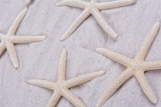 White starfishes on a grey sand background