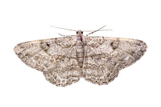 Brown butterfly isolated on a white background