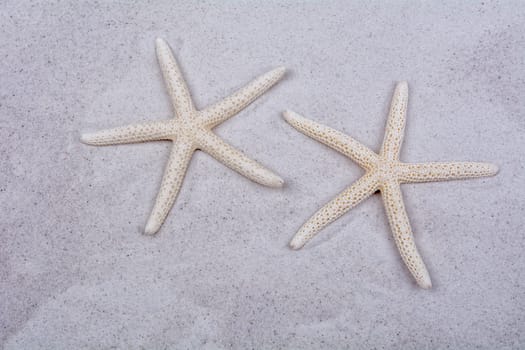 White starfishes on a grey sand background