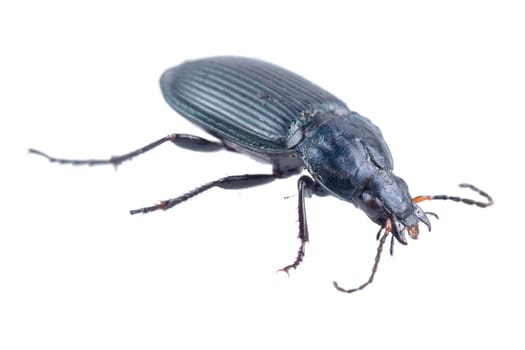 Black bug isolated on a white background