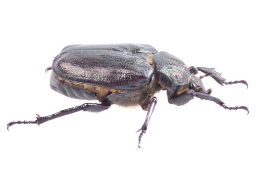 Black bug with yellow dots isolated on a white background
