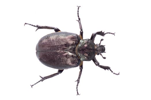 Black bug with yellow dots isolated on a white background
