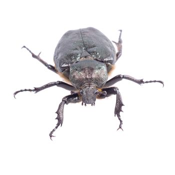 Black bug with yellow dots isolated on a white background