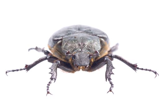 Black bug with yellow dots isolated on a white background