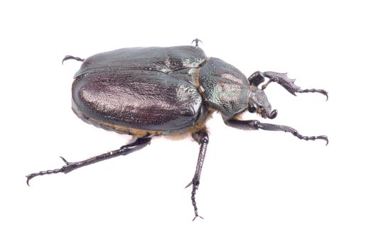 Black bug with yellow dots isolated on a white background