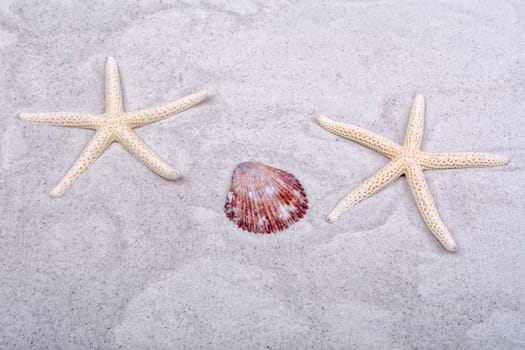 White starfishes and one shells on a greay sand