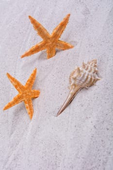 Orange starfishes and one shell on a greay sand