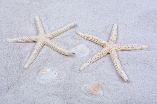 White starfishes and one shell on a greay sand